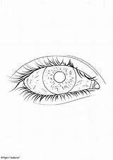 Human Eye Coloring Page Buy Anatomy Book sketch template