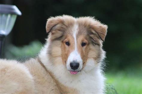 Rough Collie Puppies for Sale