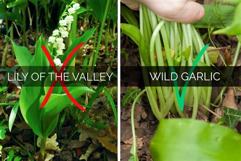 Identifying and Picking Wild Garlic • The Greedy Vegan