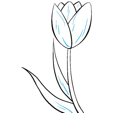 How to Draw a Tulip – Really Easy Drawing Tutorial