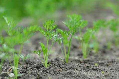 How Far Apart to Plant Carrots » Top Tips on Proper Spacing