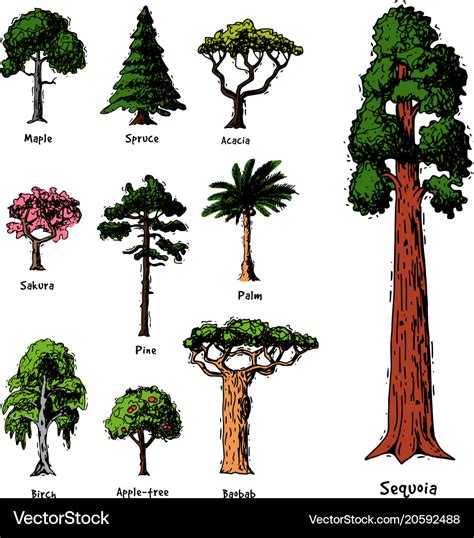 Tree types green forest pine treetops Royalty Free Vector