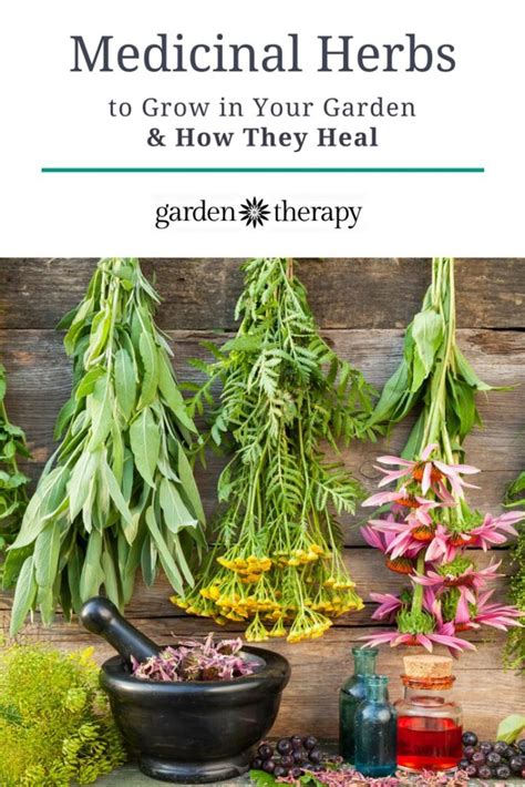 The Top Five Medicinal Herbs to Grow in Your Garden and How They Heal