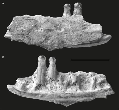 -?Lacertidae, fragmentary jaw, possibly dentary?, MNHN.F.MTC246: A ...