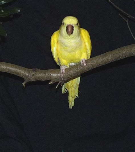 Hello Friends..!: yellow quaker parrot