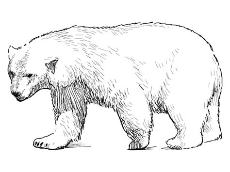 Premium Vector | Outline drawing of walking polar bear