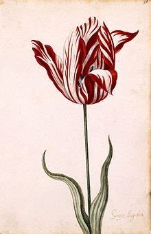 The Tulip Mania of 1637 | Postcard History