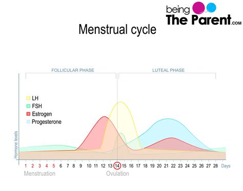 Progesterone During Pregnancy: What Happens If Its Level Is High Or Too Low? - Being The Parent