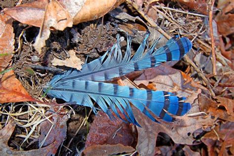 Blue Jay Feathers - Stock Photo , #Ad, #Jay, #Blue, #Feathers, #Photo #AD | Blue jay feather ...