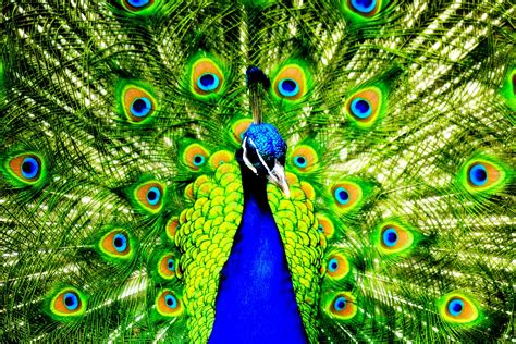 🔥 [47+] HD Peacock Desktop Wallpapers | WallpaperSafari