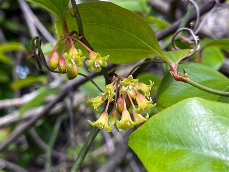 Monticello Park Plants - Common Greenbrier