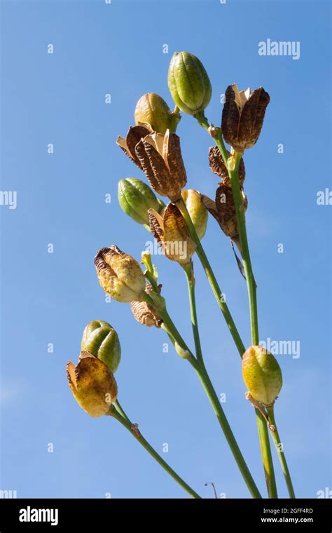 Daylily seeds in opening pods, seed heads Stock Photo - Alamy