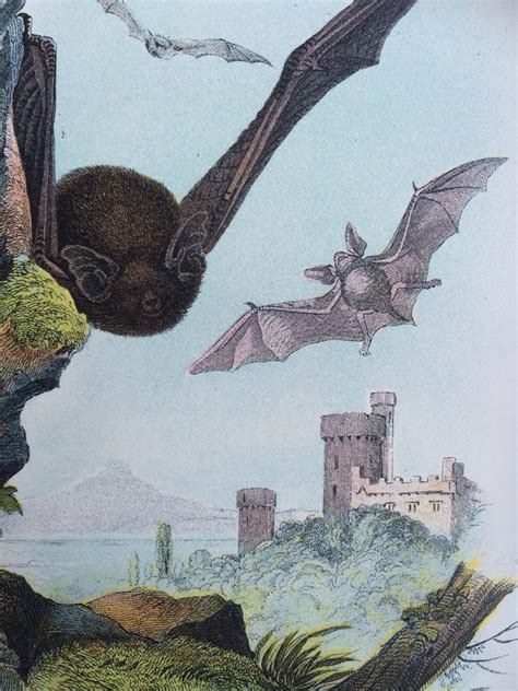 1896 Pipistrelle Bat Original Antique Matted Chromolithograph - Mammal - Zoology - Nature ...