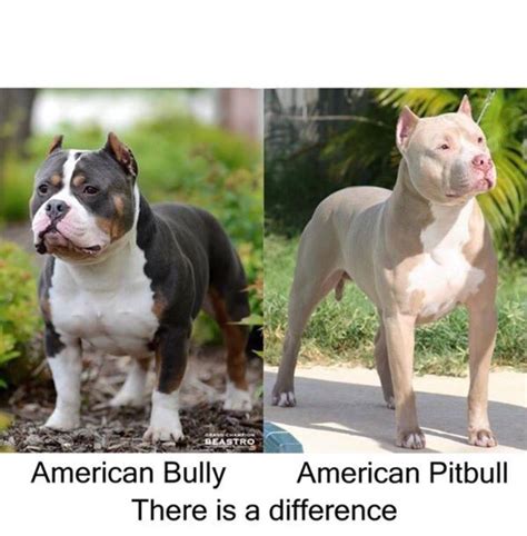 American Bully Vs Pitbull What Is The Difference