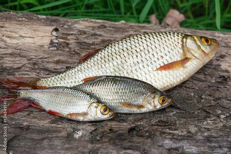 Several common rudd fish on natural background. Stock Photo | Adobe Stock