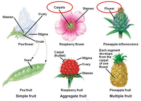 Fruit types Diagram | Quizlet