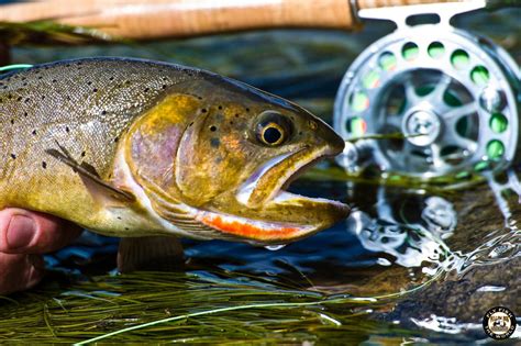 A Quick Guide to Fly Fishing Yellowstone National Park | Yellow Dog