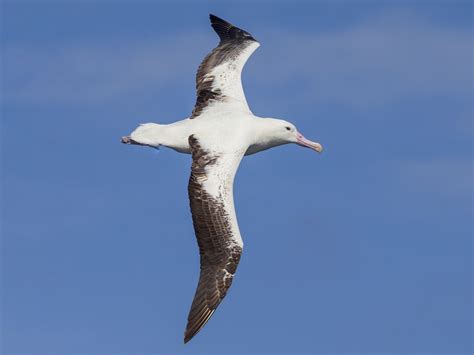 Southern Royal Albatross - eBird