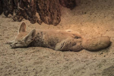 Fennec Fox Facts, Pictures & Information: African Desert Fox