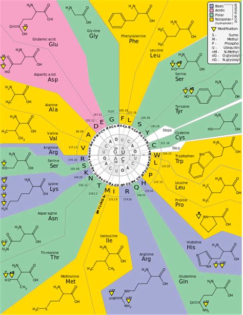 Codon: Definition & Sequences - Video & Lesson Transcript | Study.com