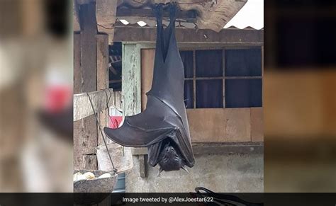 Man finds human sized Bat in his garage | Page 2 | Sports, Hip Hop ...