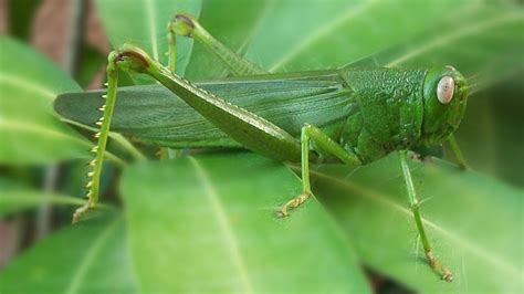 A Big bug - Filipino Katydid - Green Grasshopper - Large insect - YouTube