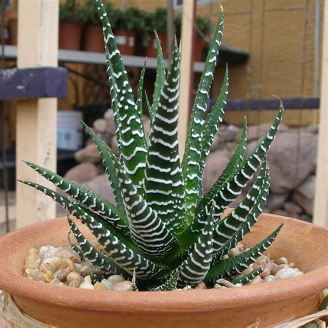 Haworthia Fasciata - Plantzone