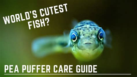 World’s Cutest Fish? – Pea Puffer Care Guide – Dwarf Puffer / Pygmy ...