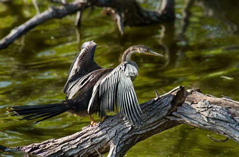 Wading Birds | photography