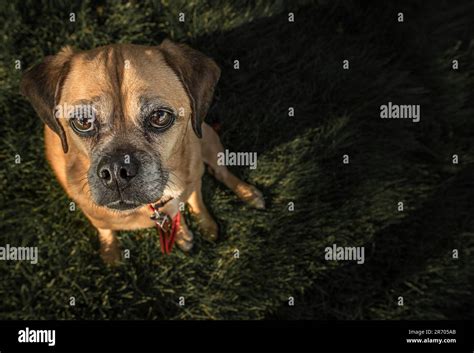 Young brown dog looking up with sad face Stock Photo - Alamy