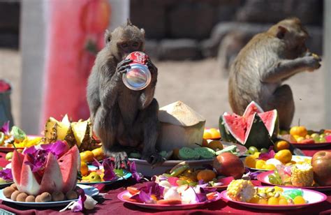 One-Of-A-Kind Scenes From Thailand's Monkey Buffet Festival