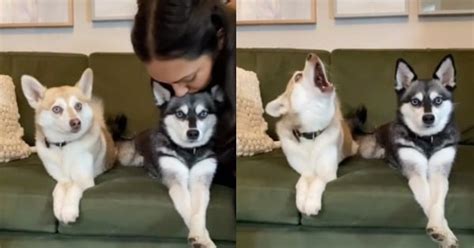 Owner Kisses Dog And Other Dog Has Hilariously Jealous Reaction