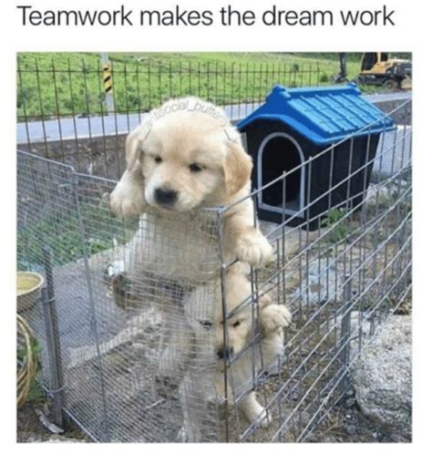 27 Memes About Teamwork That You Can't Lift On Your Own - Funny Gallery ...