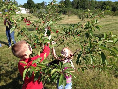 Cherry picking begins in Door County Door County Wisconsin, Cherry Picking, Doors, Seasons ...