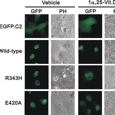 (PDF) Functional Analysis of VDR Gene Mutation R343H in A Child with Vitamin D-Resistant Rickets ...