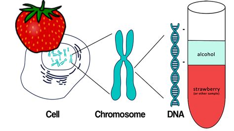 Investigation: Compare DNA from Different Samples