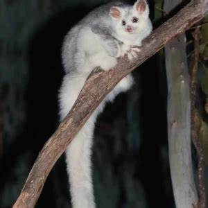 Greater Glider - Facts, Diet, Habitat & Pictures on Animalia.bio