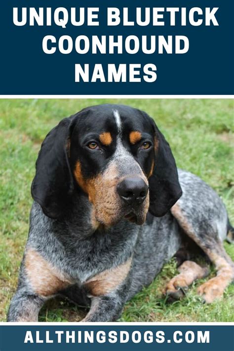 Bluetick Coonhound Names | Bluetick coonhound, Coonhound, Girl dog names