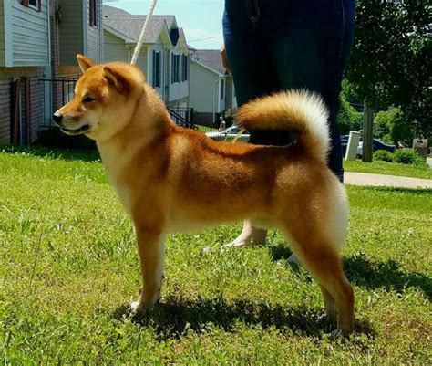 Shiba Inu Breeders – South – [East South Central] - My First Shiba Inu