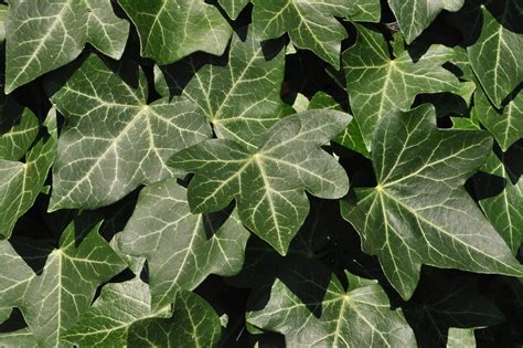 Ivy Leaves Green · Free photo on Pixabay