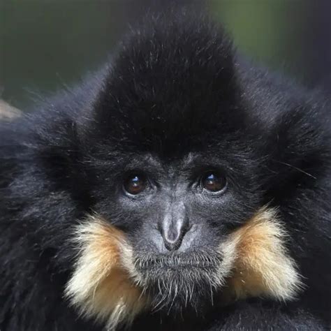 Yellow-cheeked gibbon - Facts, Diet, Habitat & Pictures on Animalia.bio