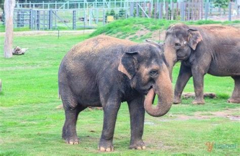 Is It Worth Visiting Taronga Western Plains Zoo (Dubbo Zoo)?