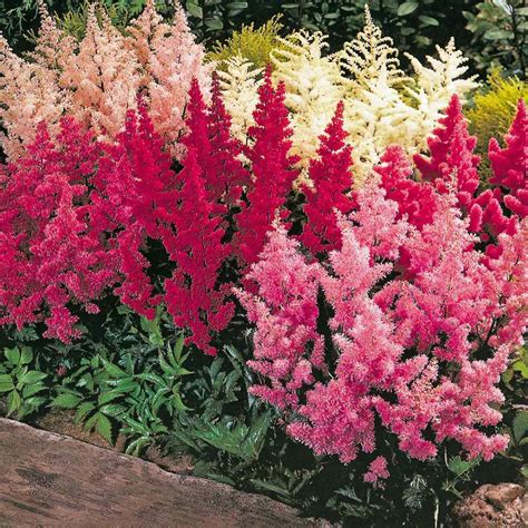 Astilbe Seeds - Astilbe Arendsii Flower Seed Mixtures