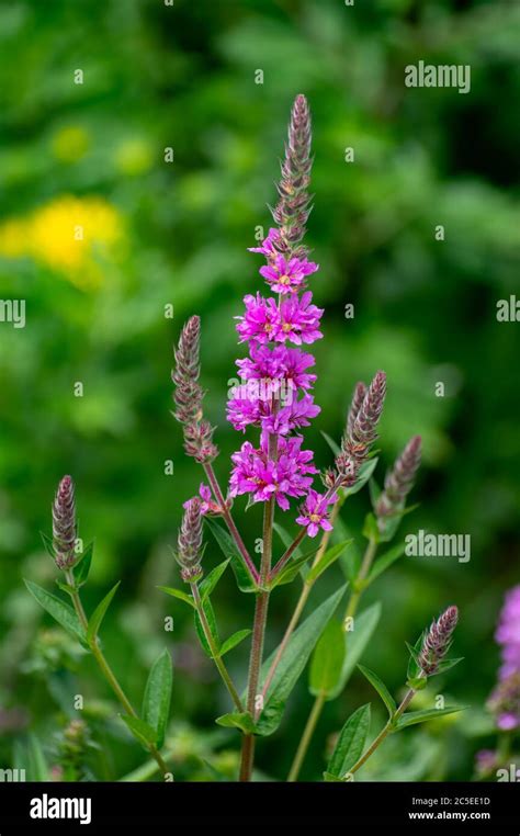 Botanical collection of medicinal plants and herbs, Betonica or Stachys ...