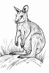 Minimalist Wallaby Outline For Coloring Page Activity  Premium AI sketch template