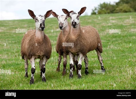 Bluefaced Leicester gimmer lambs in pasture Stock Photo - Alamy