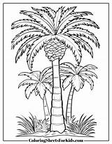 Palm Tree Coloring Pages Free Downloads  Sheets For Kids sketch template