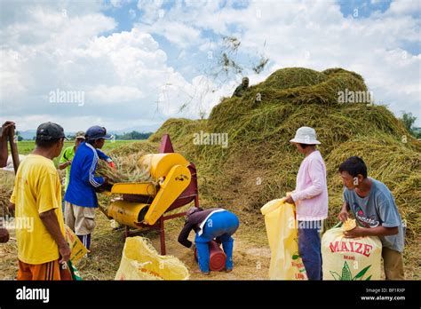 Filipino workers threshing rice using a mechanical rice thresher. Iloilo Philippines Stock Photo ...