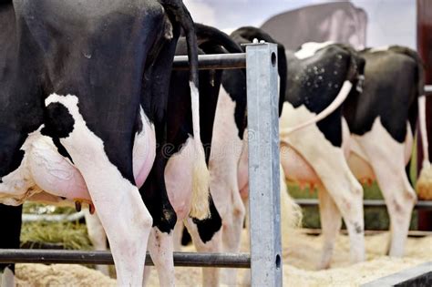 Holstein Cow Udders in a Farm Stock Photo - Image of bovine, huge: 62552062