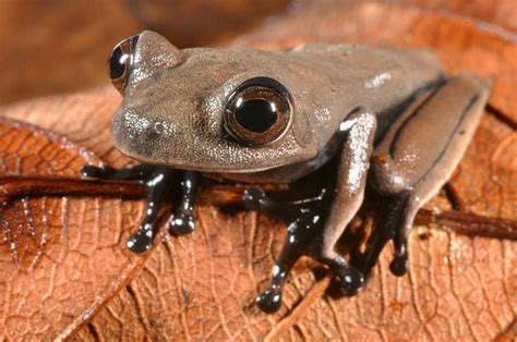 Photos Of New Species Discovered In Suriname Rainforest - Business Insider